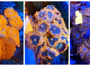 (Assorted) Orange Mushroom corals / Discosoma sp