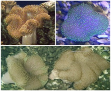 ( sp.1) Mushroom leather coral