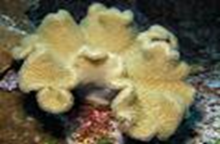 ( Sp.2) Mushroom leather coral