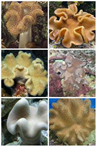 ( Assorted) Mushroom leather corals