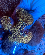 RED / YELLOW FROGSPAWN CORAL / EUPHYLLIA DIVISA