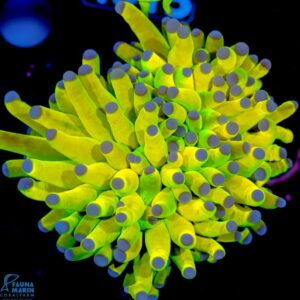 Cabbage Leather Corals
