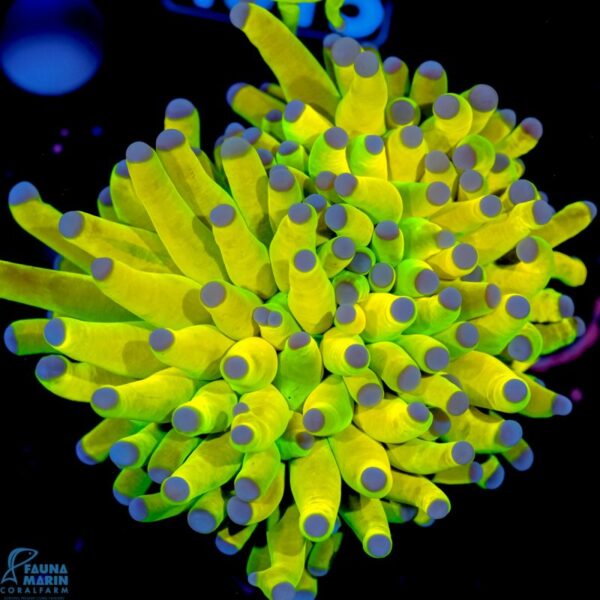 Cabbage Leather Corals