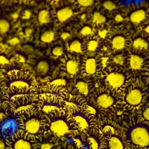 Saltwater corals Bali RW