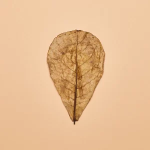 Catappa Leaves- "Nano" Size (Package of 20)