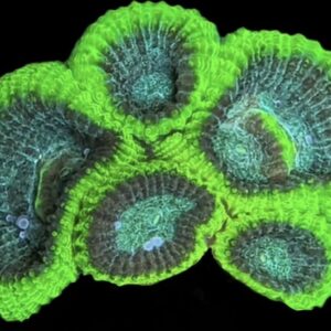 FMC Favia Black Forest V