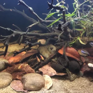 "River Stone" -Individual Hand Selected Pieces