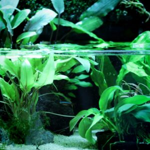 Plants & Decor