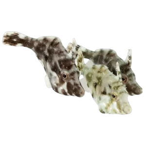 Aiptasia Eating File Fish M