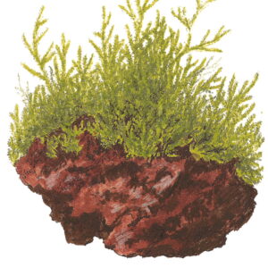 TC Taxiphyllum Barbieri 'Bogor Moss'