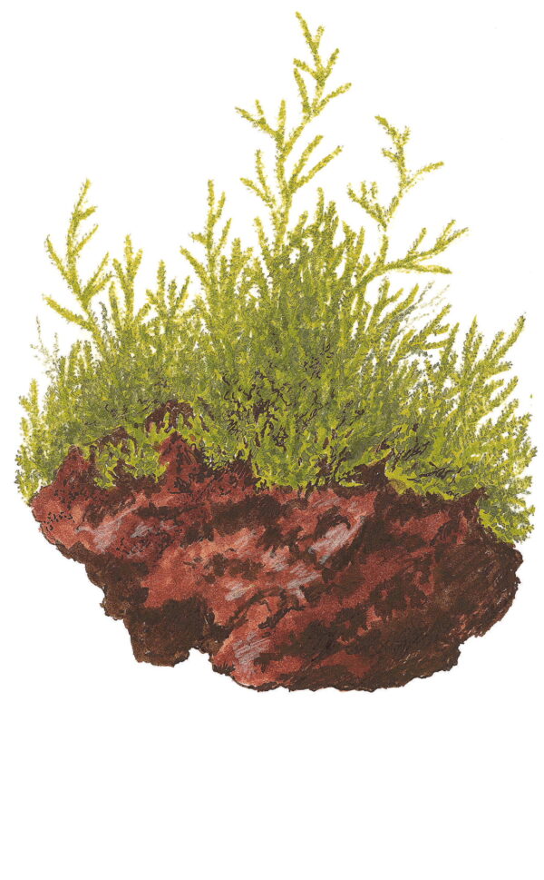 TC Taxiphyllum Barbieri 'Bogor Moss'