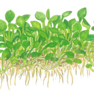 TC Marsilea Minuta