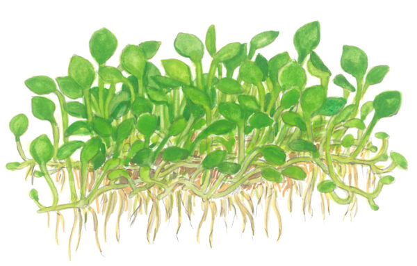 TC Marsilea Minuta