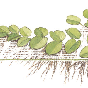 TC Salvinia Minima