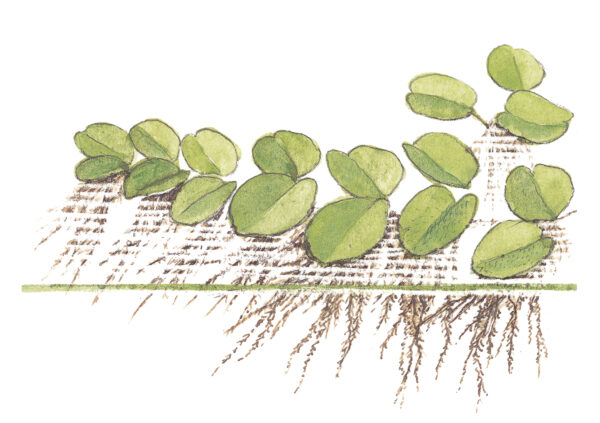 TC Salvinia Minima