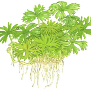 TC Ranunculus Inundatus