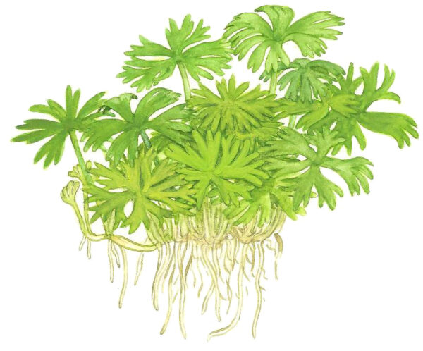 TC Ranunculus Inundatus