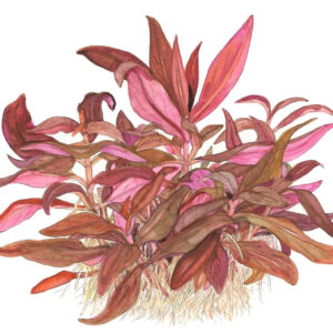 TC Alternanthera Reineckii Mini