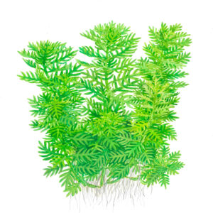 TC Hottonia Palustris
