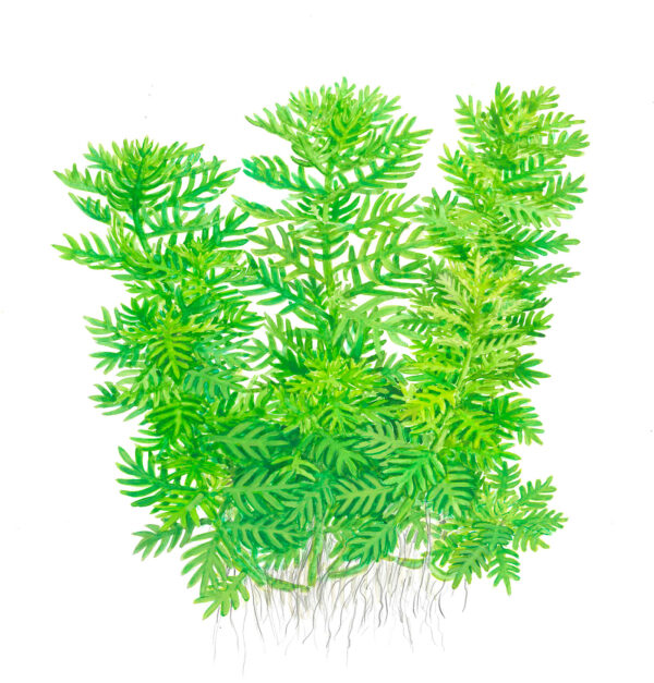 TC Hottonia Palustris