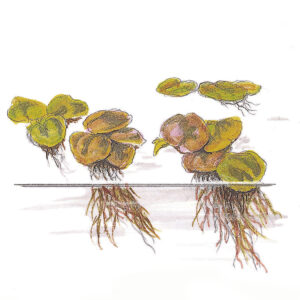TC Phyllanthus Fluitans