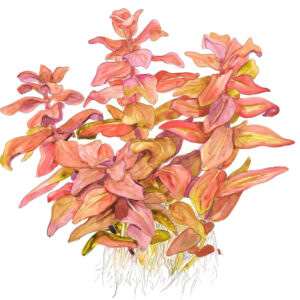 TC Rotala Macrandra