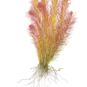 TC Rotala Wallichii