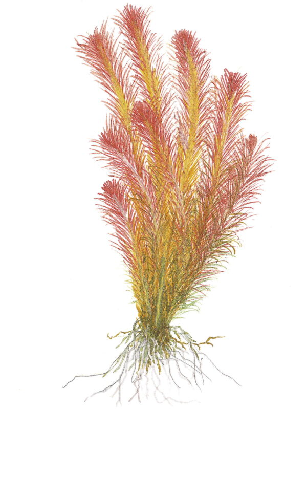 TC Rotala Wallichii