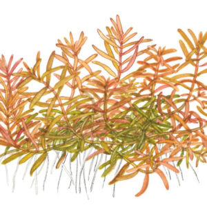 TC Rotala Vietnam HRa