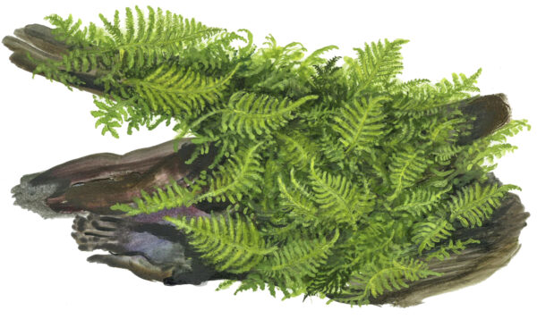 TC Vesicularia Montagnei 'Christmas Moss'