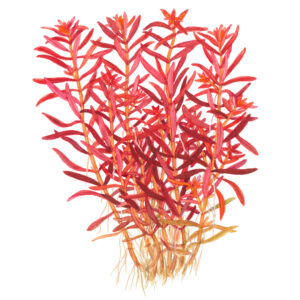 TC Rotala Rotundifolia 'Blood Red'