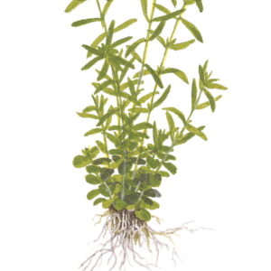 TC Rotala Green