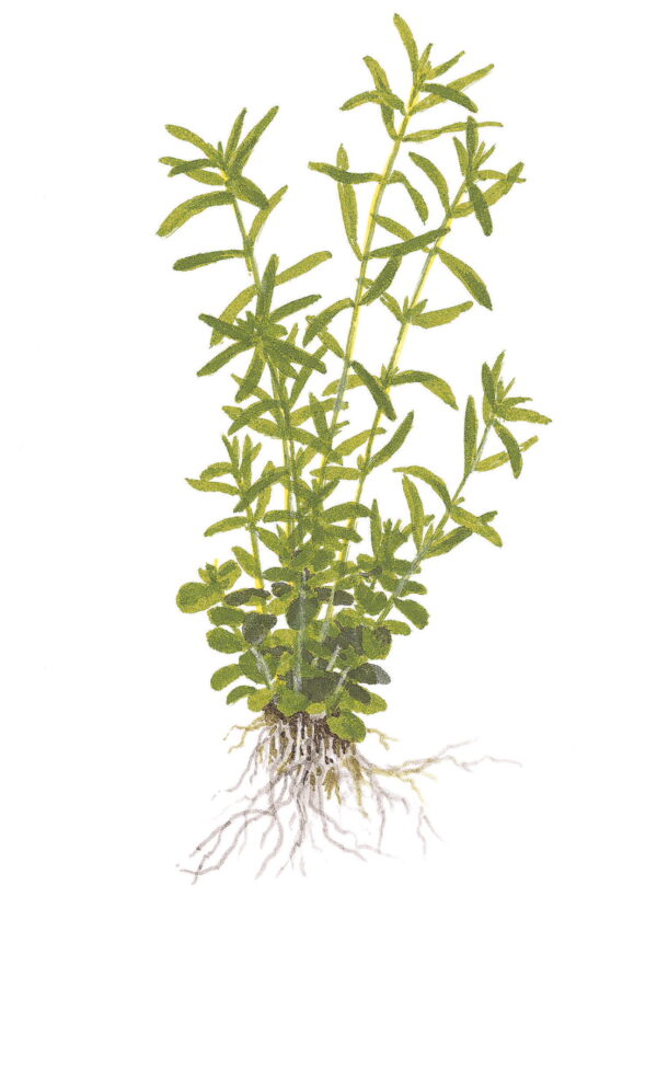 TC Rotala Green