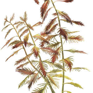 TC Proserpinaca Palustris 'Cuba'