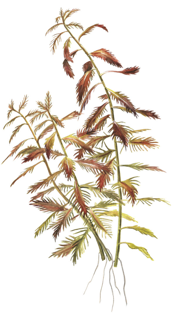TC Proserpinaca Palustris 'Cuba'