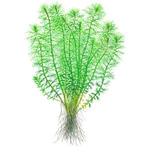 TC Myriophyllum Guyana