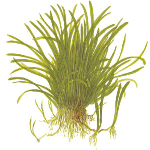TC Lilaeopsis Brasiliensis