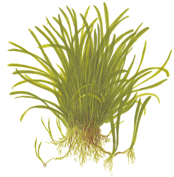 TC Lilaeopsis Brasiliensis