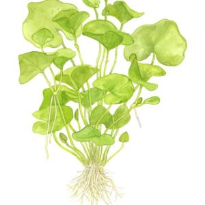 TC Nymphoides Hydrophylla Taiwan