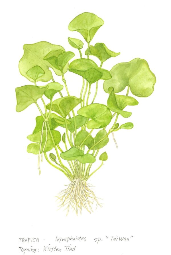 TC Nymphoides Hydrophylla Taiwan