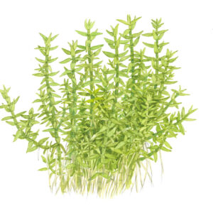 TC Gratiola Viscidula