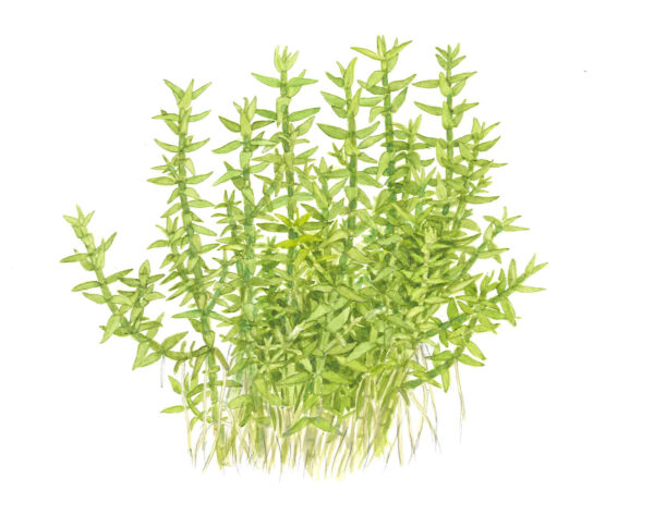 TC Gratiola Viscidula