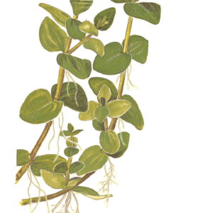 TC Bacopa Caroliniana