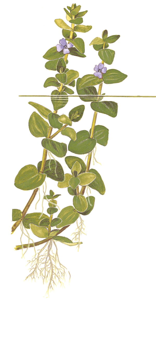 TC Bacopa Caroliniana