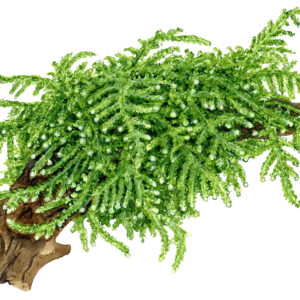 TC Vesicularia Ferriei 'Weeping Moss'