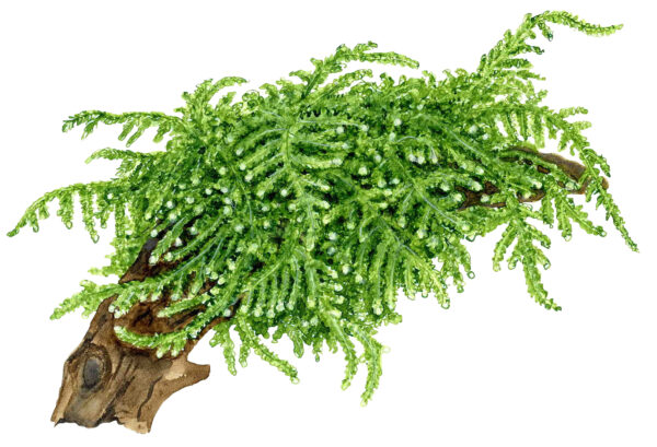 TC Vesicularia Ferriei 'Weeping Moss'