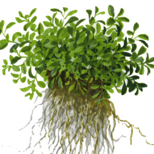 TC Glossostigma Elatinoides