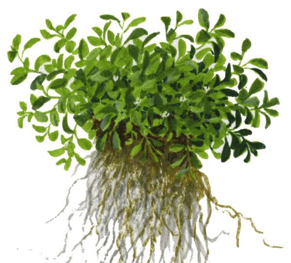 TC Glossostigma Elatinoides