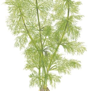 TC Limnophila Aquatica