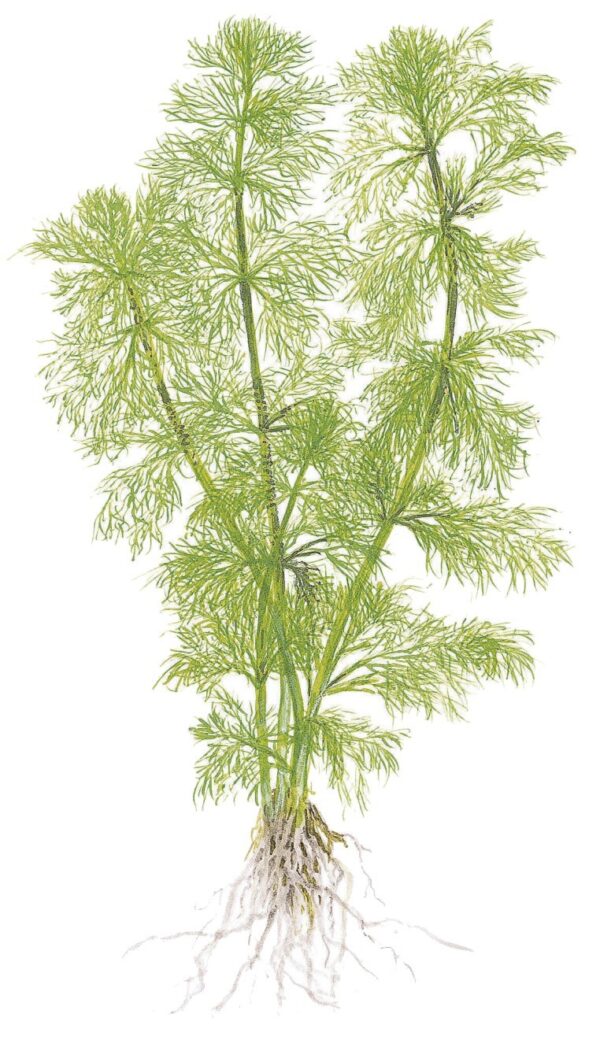 TC Limnophila Aquatica